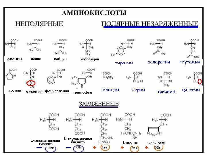 Какие функциональные группы аминокислот. Глицин лизин Валин. Аспарагиновая аминокислота формула. Глицин аланин серин формула. Глицин аланин цистеин серин лейцин Валин изолейцин треонин.