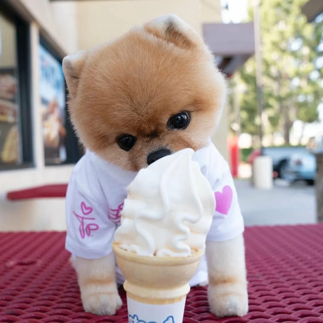 Собака похожая на игрушку. Померанский шпиц jiffpom. Померанский шпиц Медвежонок. Померанский шпиц Boo. Милые померанские Шпицы.