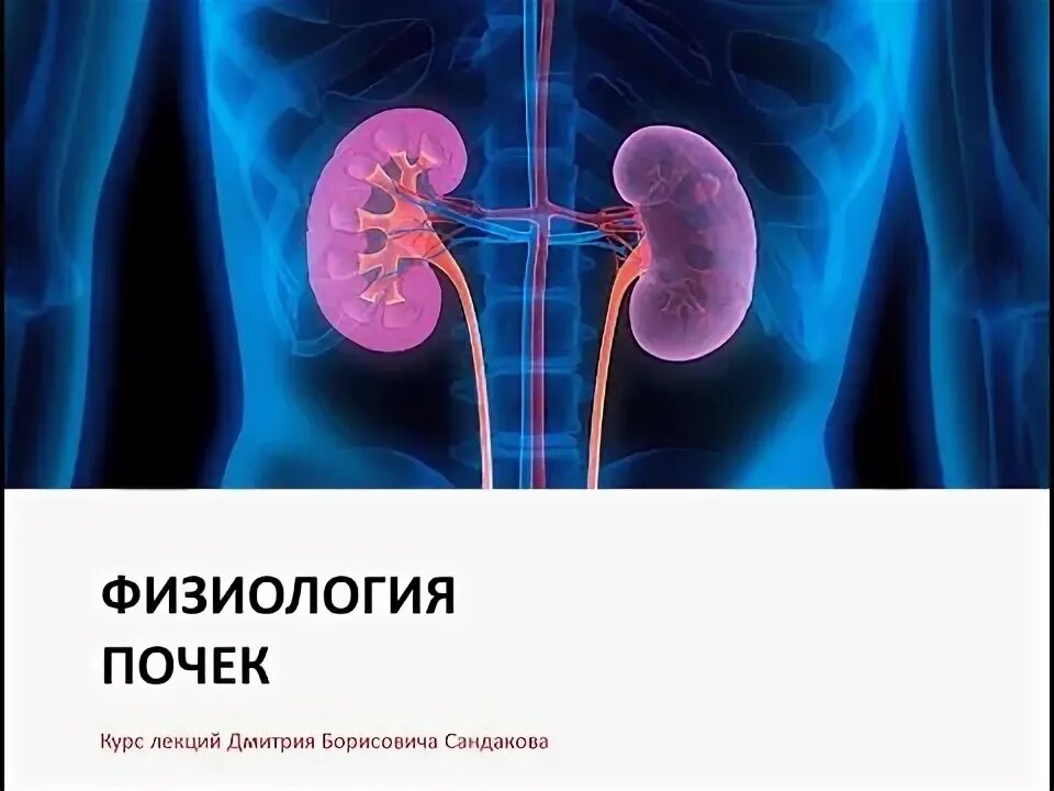 Строение почки почечная лоханка. Строение почки физиология. Строение чашечно лоханочной системы почек. Корковое и мозговое вещество почки. Почки лекции.