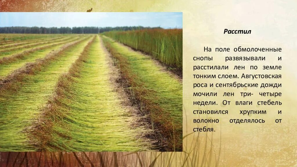 Посев льна в старину. Стадии обработки льна. Расстил льна. Уборка льна. Льняное поле в цвету основная мысль текста