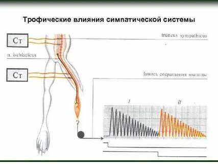 Феномен орбели гинецинского