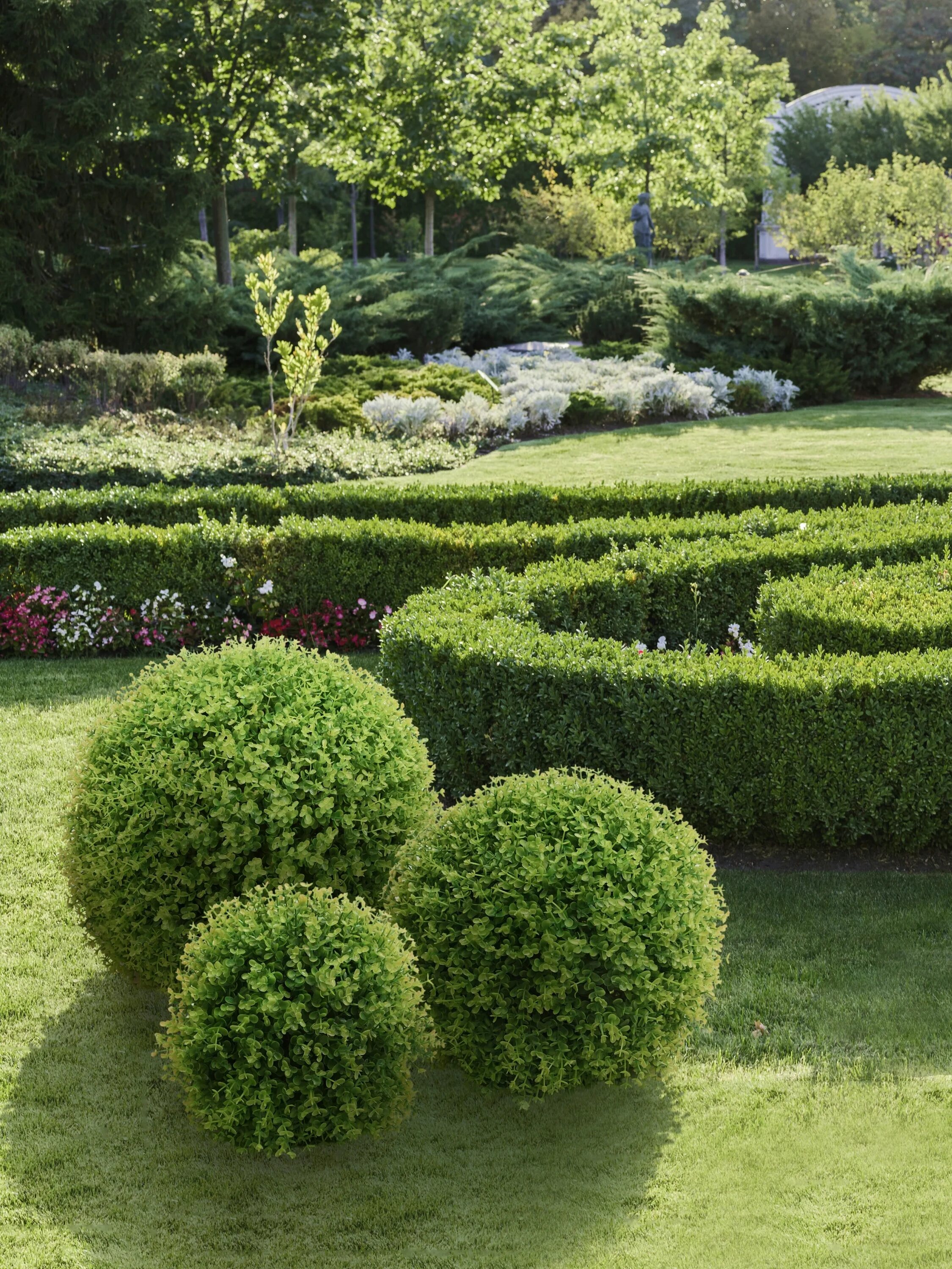 Самшит мелколистный buxus. Диаметр самшита. Buxus sempervirens самшит. Самшит мелколистный. Самшит буксус вечнозеленый.