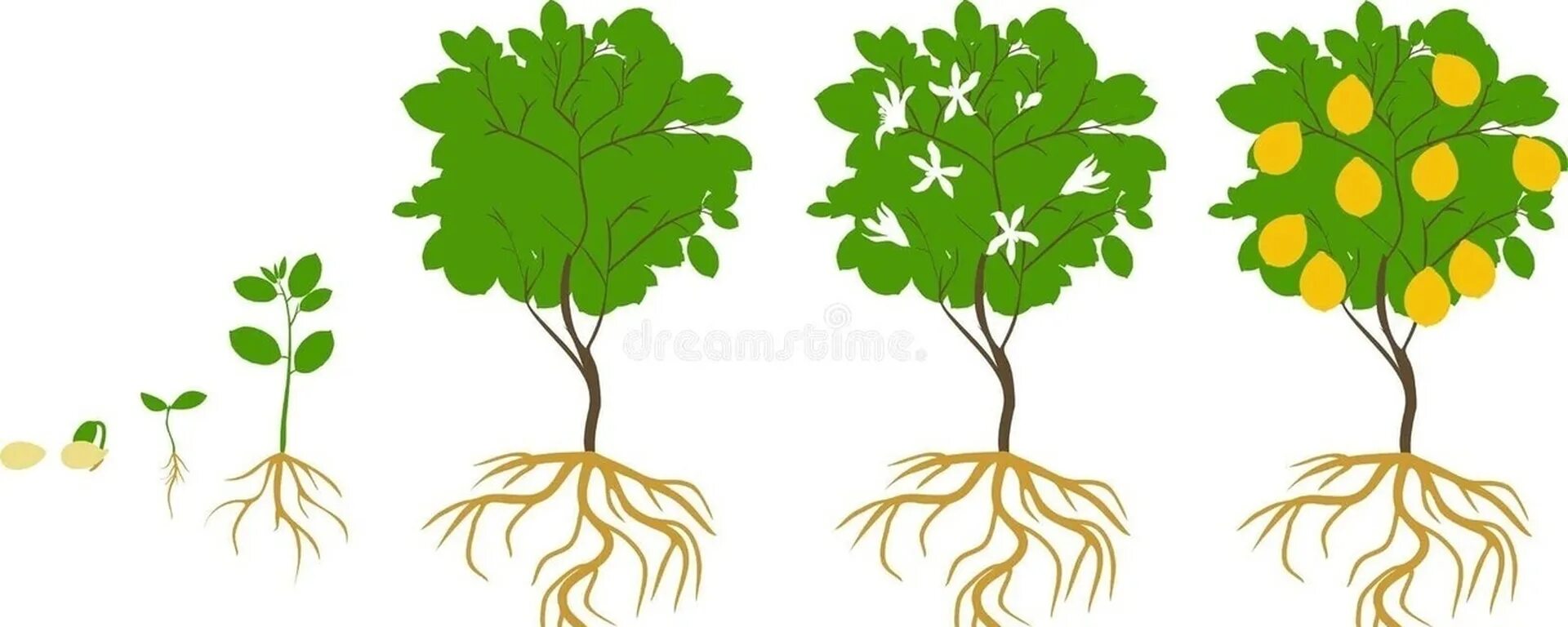 Какое деревце будет расти быстрее и развиваться. Лимонной дерево цикл. Этапы роста дерева. От семечка до дерева. Этапы роста дерева для дошкольников.