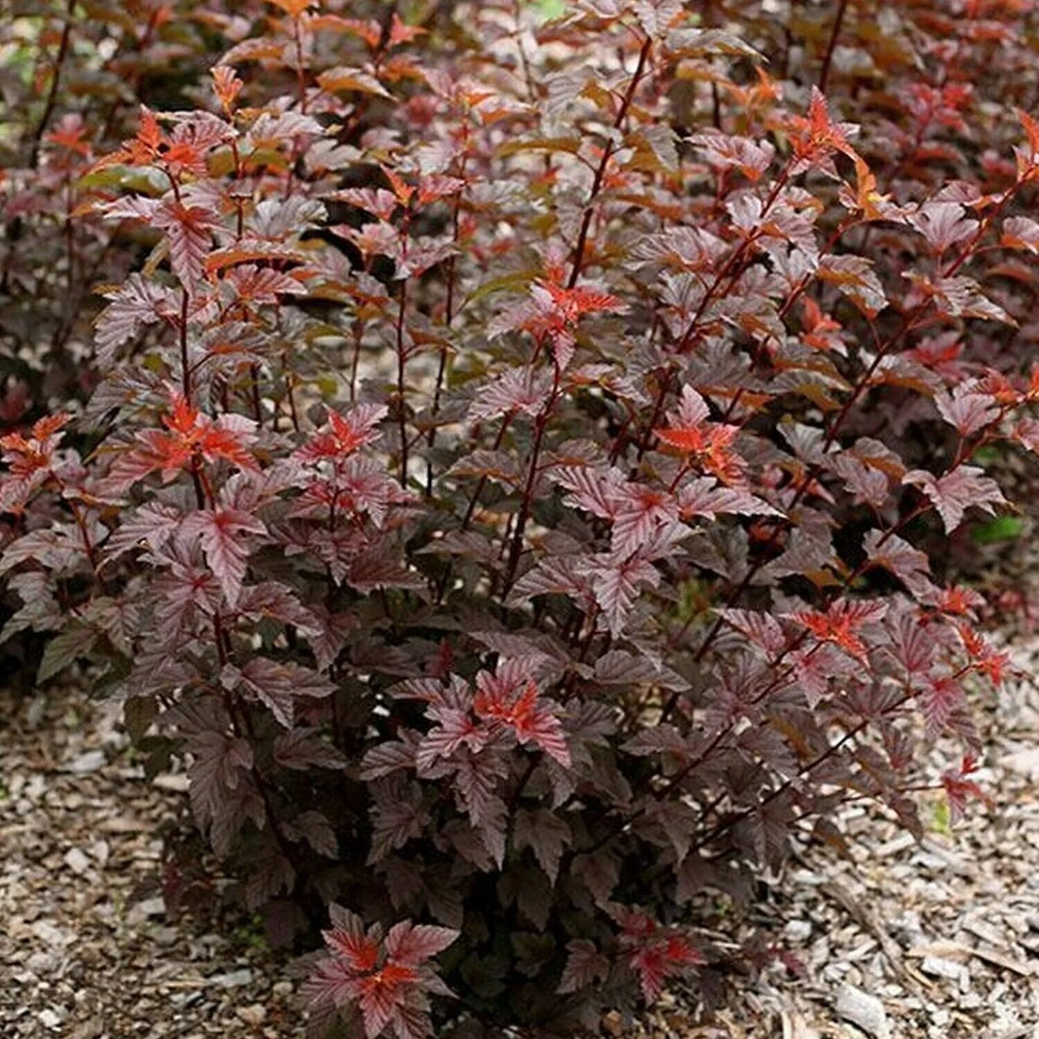 Пузыреплодник калинолистный - physocarpus opulifolius 'diabolo'. Пузыреплодник калинолистный леди ред. Пузыреплодник калинолистный red baron. Пузыреплодник леди ин ред. Пузыреплодник lady in red.