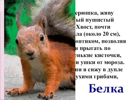 Хвост 6 букв