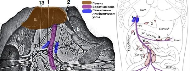 Увеличенная печень у собаки. Воротная Вена печени анатомия. Лимфоузлы брюшной полости собаки анатомия. Лимфатические узлы брюшной полости собаки.