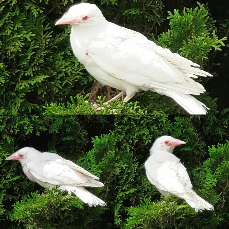 Meet the Albino Kookaburra - A Rare and Fascinating Bird