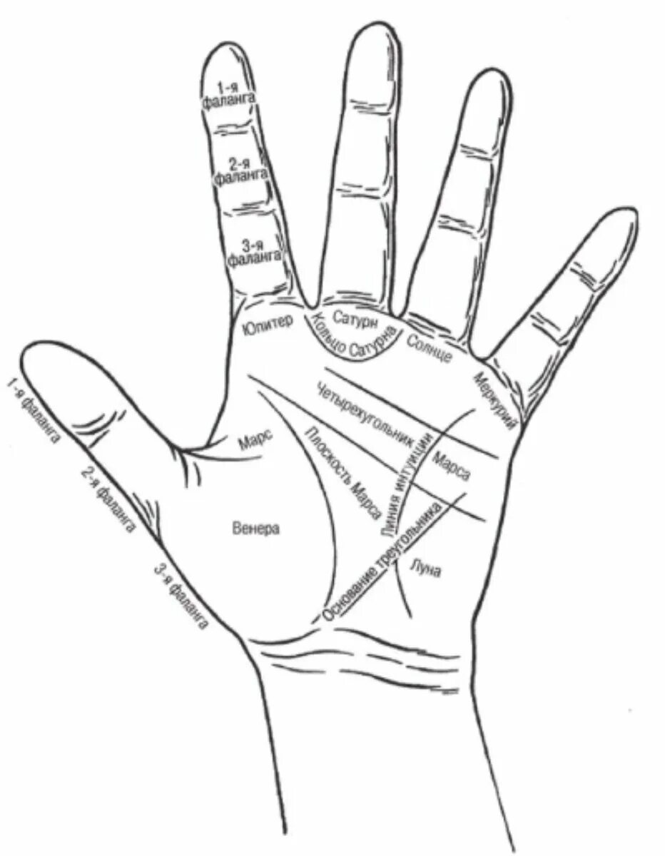 Холм Венеры хиромантия. Хиромантия бугор Венеры. Схема ладони в хиромантии. Хиромантия схема ладони бугор Венеры. Пальцы в хиромантии