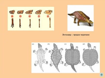 Эволюция черепах