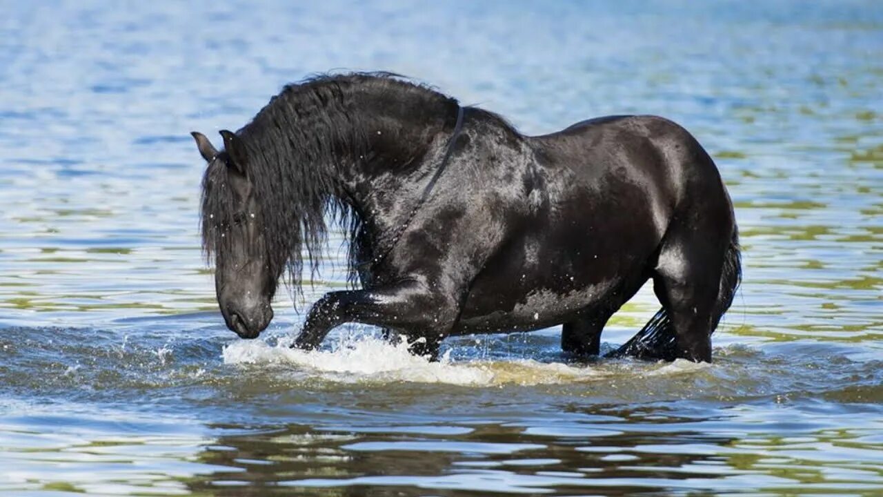 Водный конь. Лошади в воде. Конь плывет. Лошадь плавает. Конь пьет воду