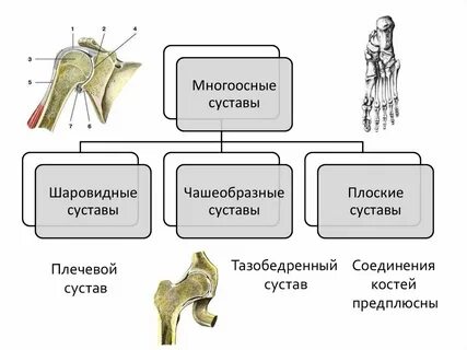 Какие суставы относятся к одноосным