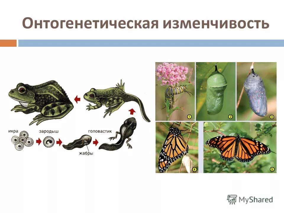 Онтогенетическая изменчивость примеры. Изменчивость организмов.