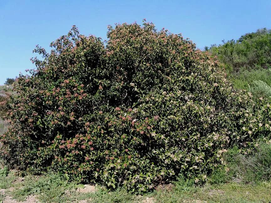 Омела куст. Омела белая паразит. Кустарники-паразиты — омела. Омела друиды. Растение паразит на деревьях омела.