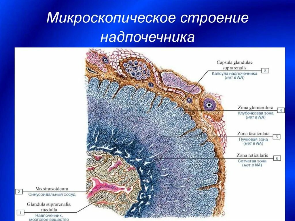 Презентация по биологии по теме "Строение, рост и типы соединения костей"