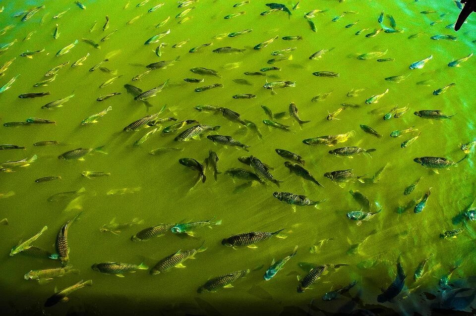 Фитопланктон зеленые водоросли. Рыбы в водорослях. Рыбки на мелководье. Зеленая рыба.