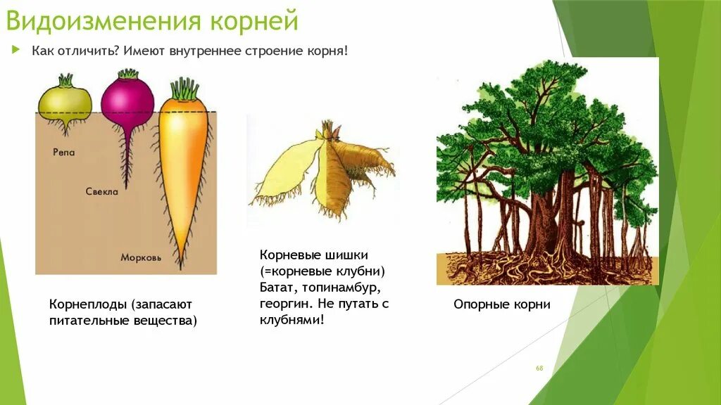 Растений являются видоизмененными корнями. Опорные корни видоизменения корня.