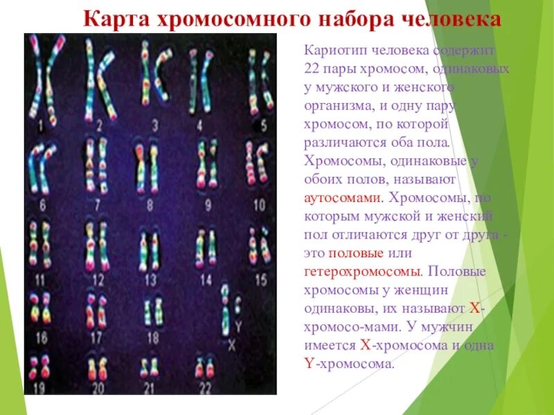 Кариотип ЕГЭ биология. Хромосомный набор человека. Кариотип человека хромосомы. Кариотип набор хромосом.