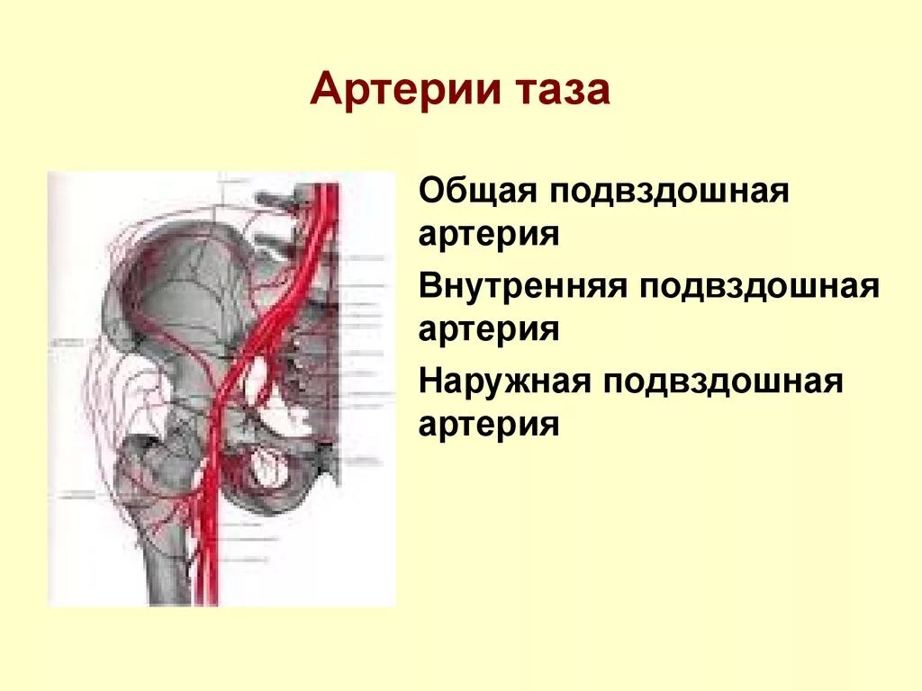 Сосуды тазобедренного сустава