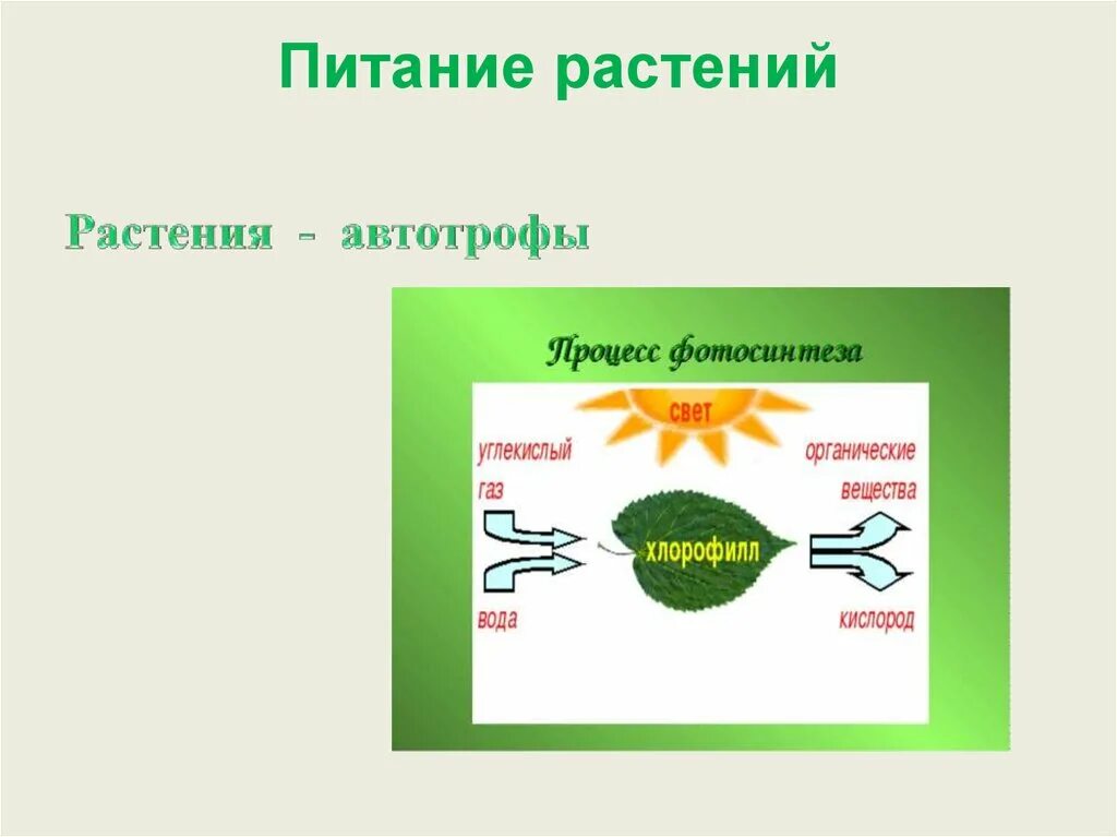 Содержит хлорофилл являются автотрофами. Питание растений. Типы питания растений. Питание растений 5 класс. Питание растений 5 класс биология.