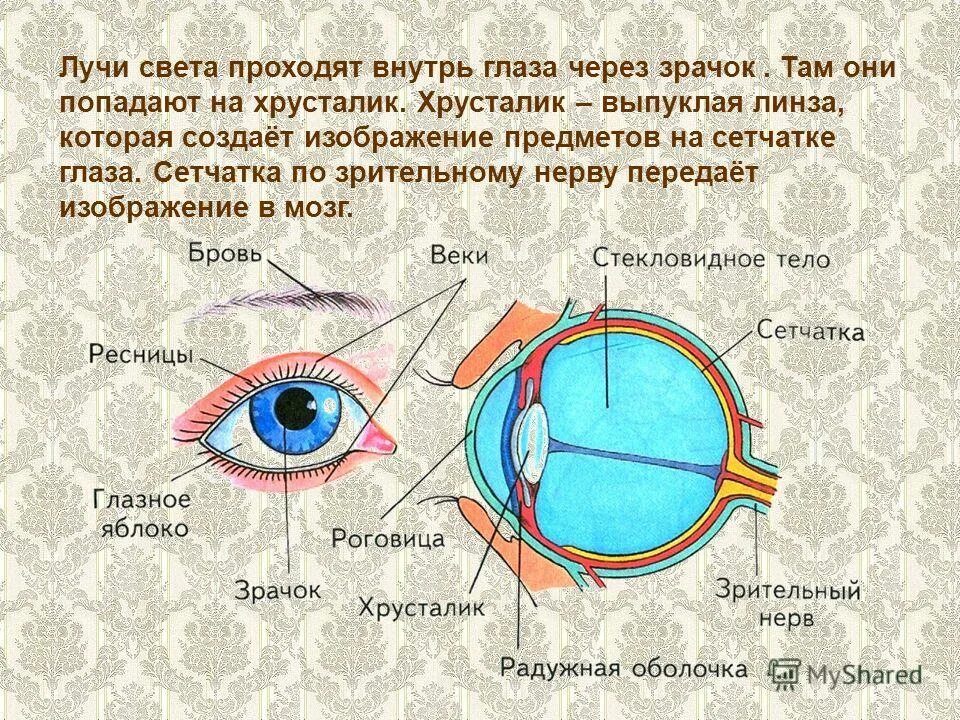 Видит почему через и. Части глаза человека. Строение человеческого глаза. Строение глаза внутри. Орган зрения схема.