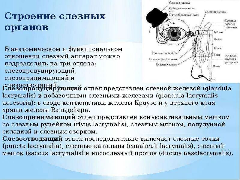 Строение слезного аппарата. Анатомия слезных органов. Строение слезных органов. Функции слезного аппарата.