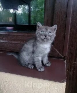 Котята чебоксары