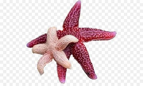 Прозрачная морская звезда