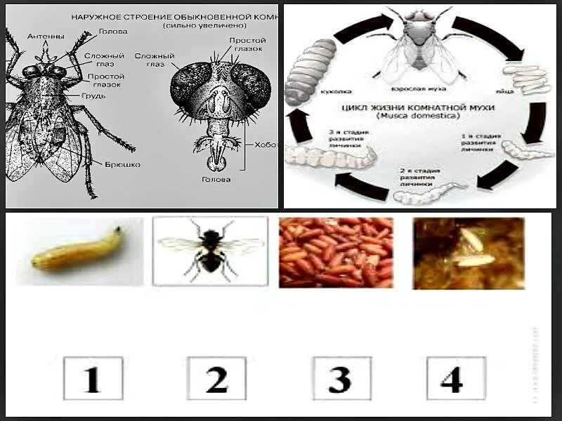 Стадии комнатной мухи. Цикл развития комнатной мухи. Комнатная Муха жизненный цикл. Жизненный цикл личинок мух. Цикл развития мухи обыкновенной по времени.