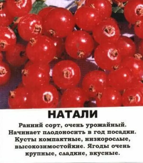 Смородина натали описание отзывы. Смородина красная сорт Натали. Смородина сорт Натали. Смородина красная традиционные сорта Натали. Смородина красная Натали Окс.