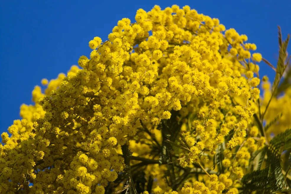 Китайская мимоза. Мимоза фото цветов крупным планом. Акация желтокорая. Мимоза оранж. Мимоза куст бразилия.