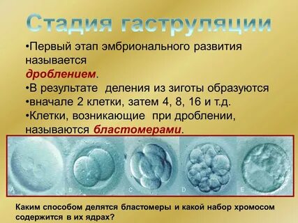 Какое развитие называют развитием