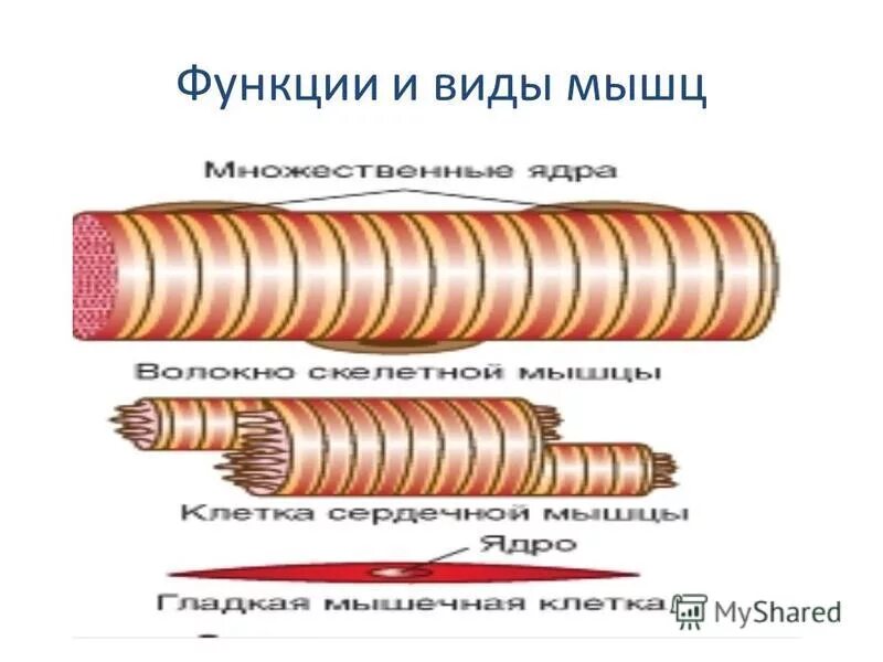 Главная функция мышцы