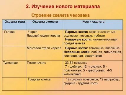 Тип скелета кости позвоночных