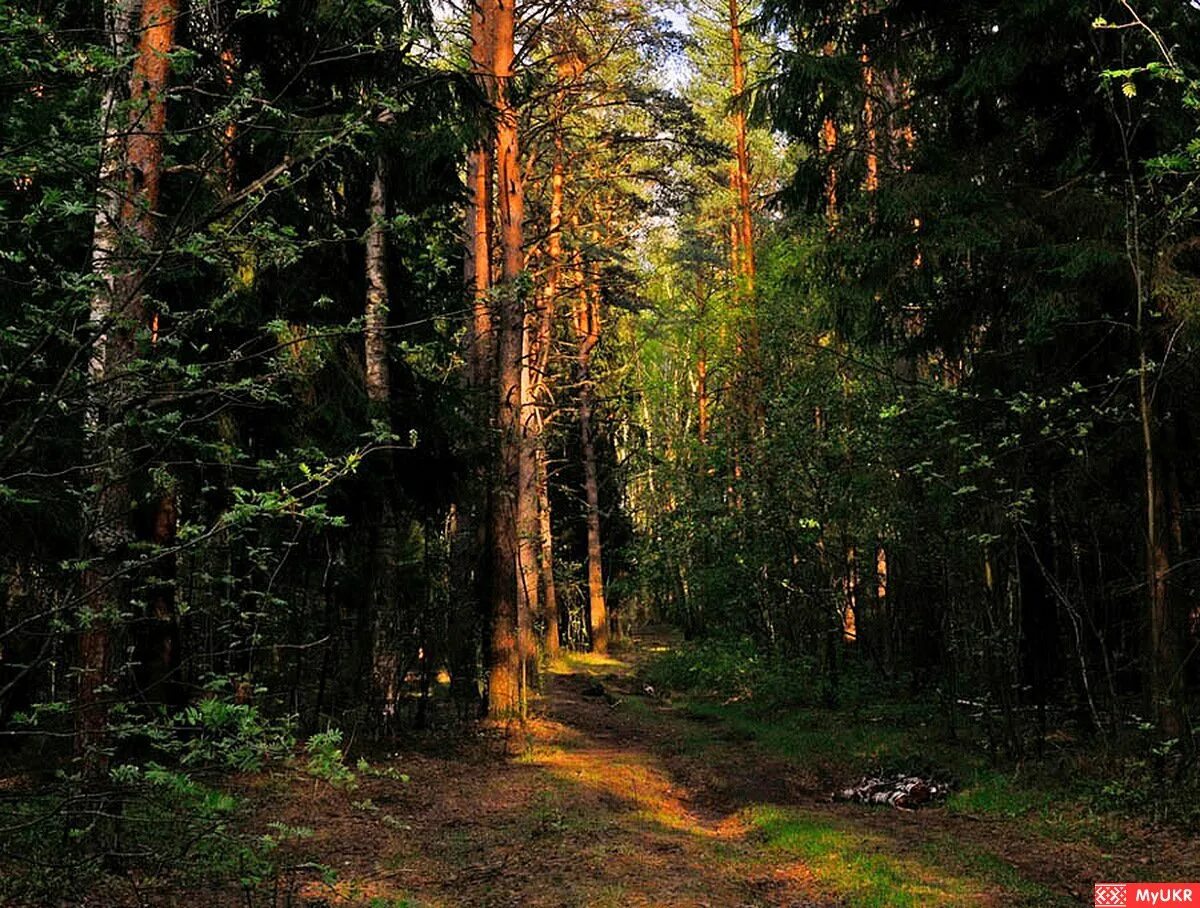 густой сосновый лес. сосна в чаще леса. тайга секвойя. тайга карелия хвойный лес. роща корабельная удорский район.