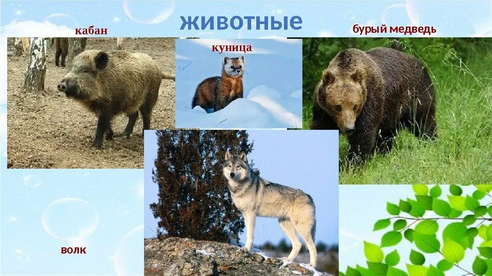 Баргузинский заповедник соболь. Куница кабан. Куница кабан. Воронинский заповедник животные. Куница кабан.