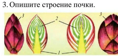 Не работает генеративная заливка