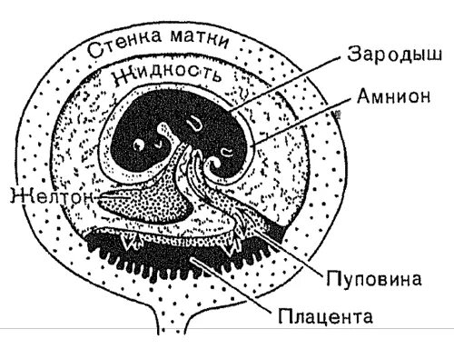 Эмбриогенез млекопитающих. Органогенез. На рисунке изображён этап эмбрионального развития млекопитающего. Эмбриогенез млекопитающих. Строение эмбриона млекопитающих.