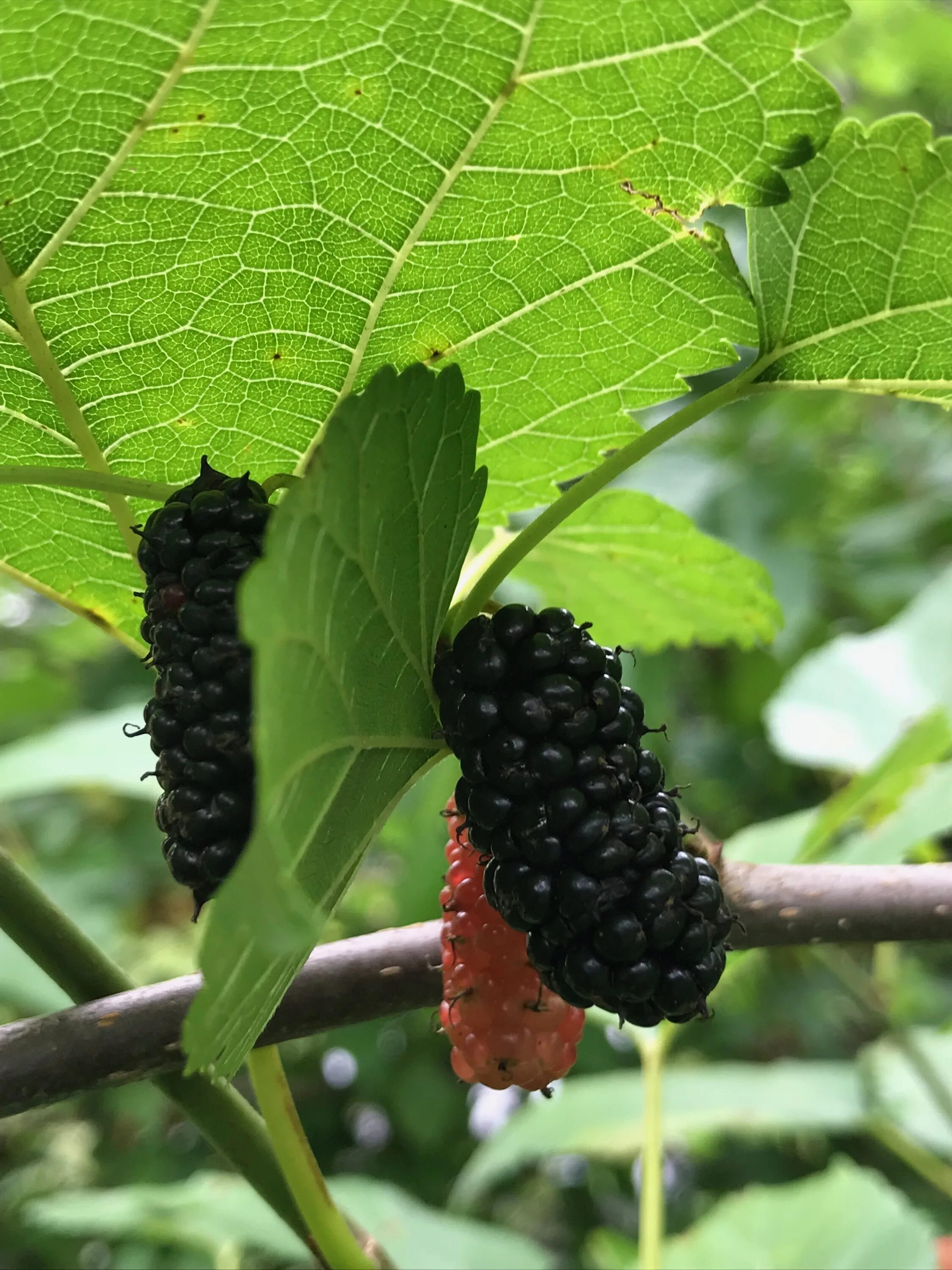 Шелковица 4. Mulberry шелковица. шелковица хартут. ежевика и шелковица. шелковица черная баронесса.