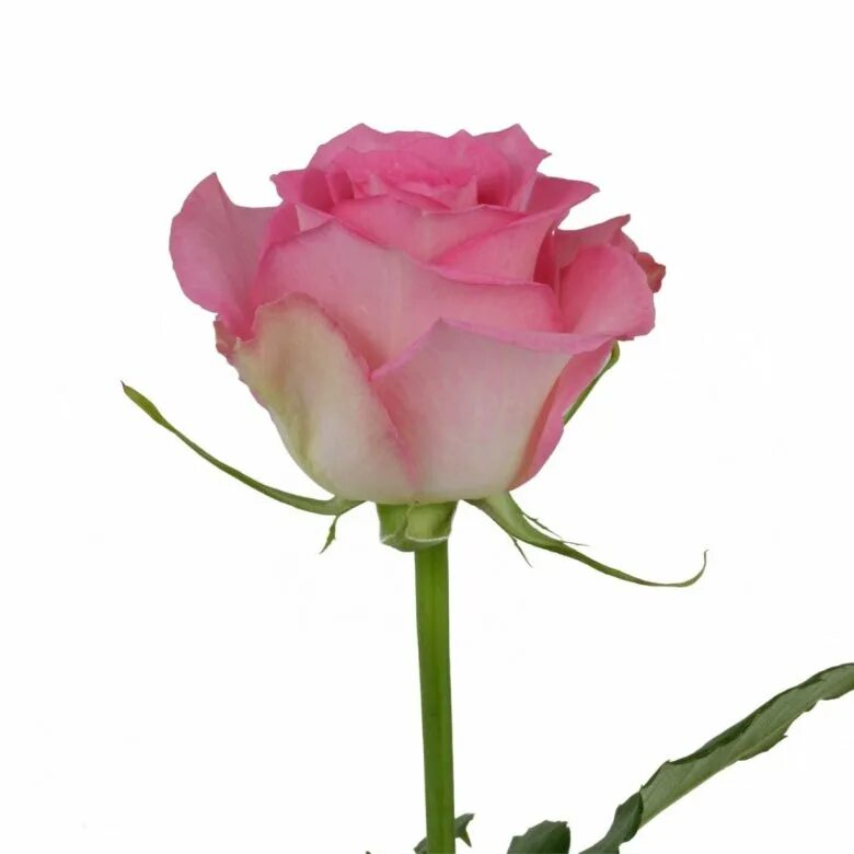 Свит юник. Роза розовая свит уник. Sweet unique роза эквадор. Роза эквадор юник. Свит юник.