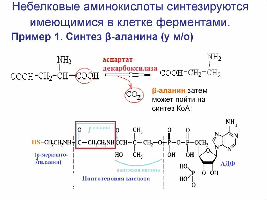 Основные пути синтеза аминокислот. Небелковые аминокислоты. Из аминокислот синтезируются. Синтез белка из аминокислот.