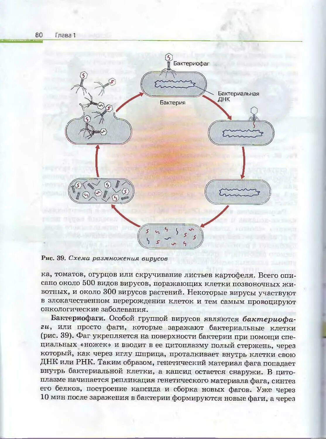 Учебник по биологии 10 класс пасечник читать. Вирусы учебник биологии. Биология 10 класс Каменский. Учебник биологии 10-11 класс вирусы. Вирус из учебника по биологии Пасечник.