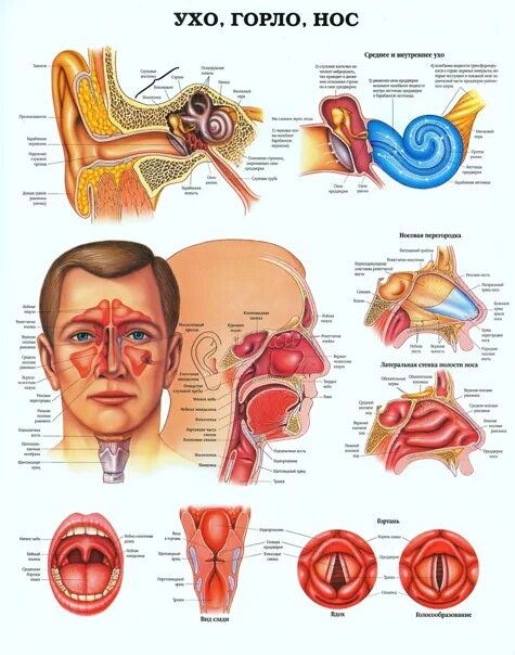 Анатомия уха горла носа.