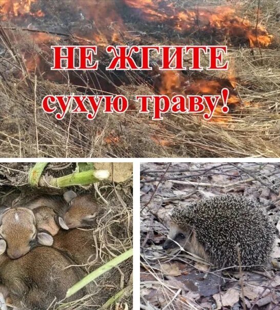 Выйди трави