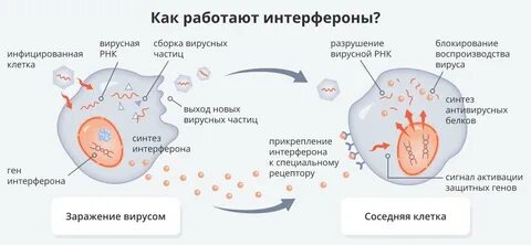 Индуктор интерферона отзывы
