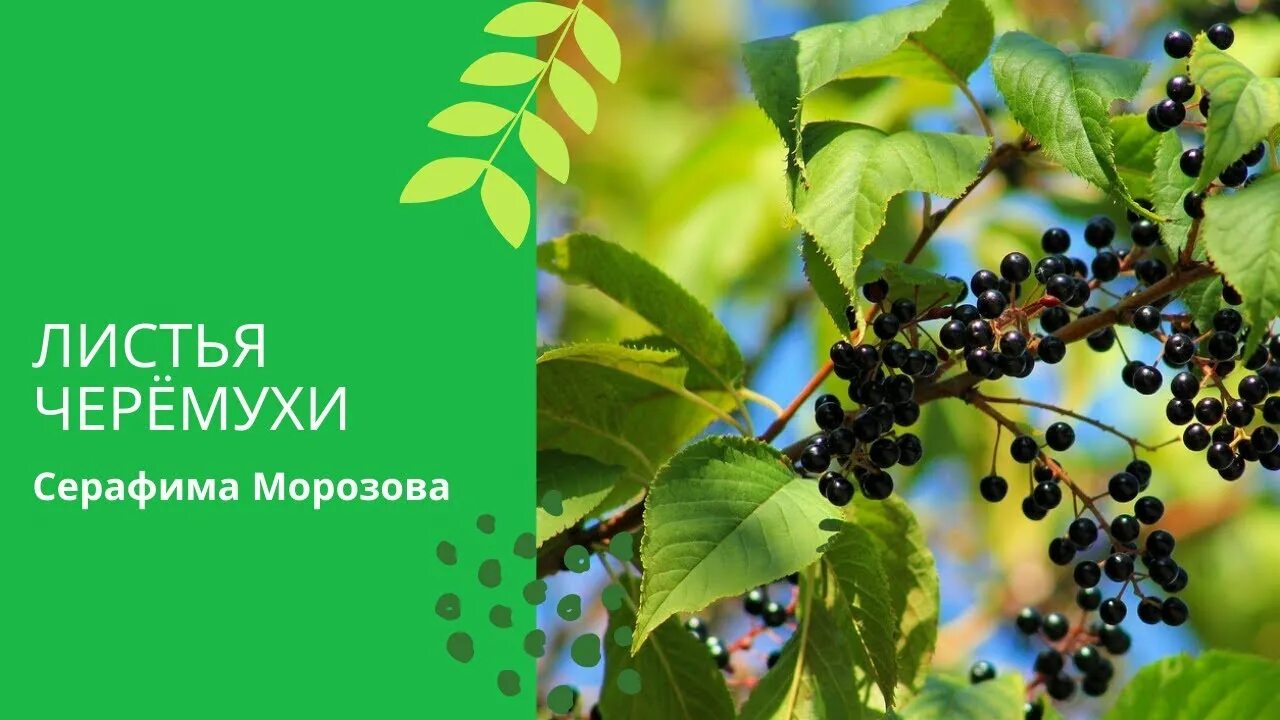 Черемуха рабочий лист 3 класс. Лист черемухи. черемуха вишневидная листья. черемуха ягоды чай. черемуха черная листья и ягоды.