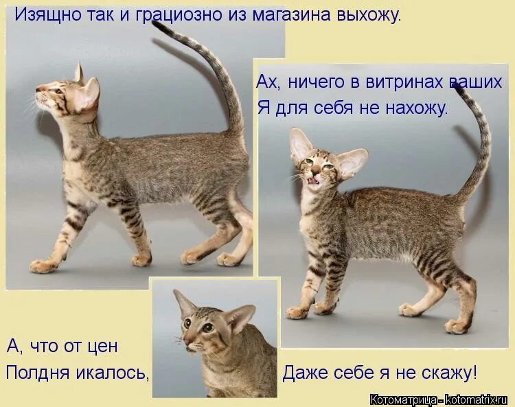 Конь юлий ой дурааак. Ах ничего. Конь юлий лежит. Ну ничего страшного мем. Мир доброты и красоты.