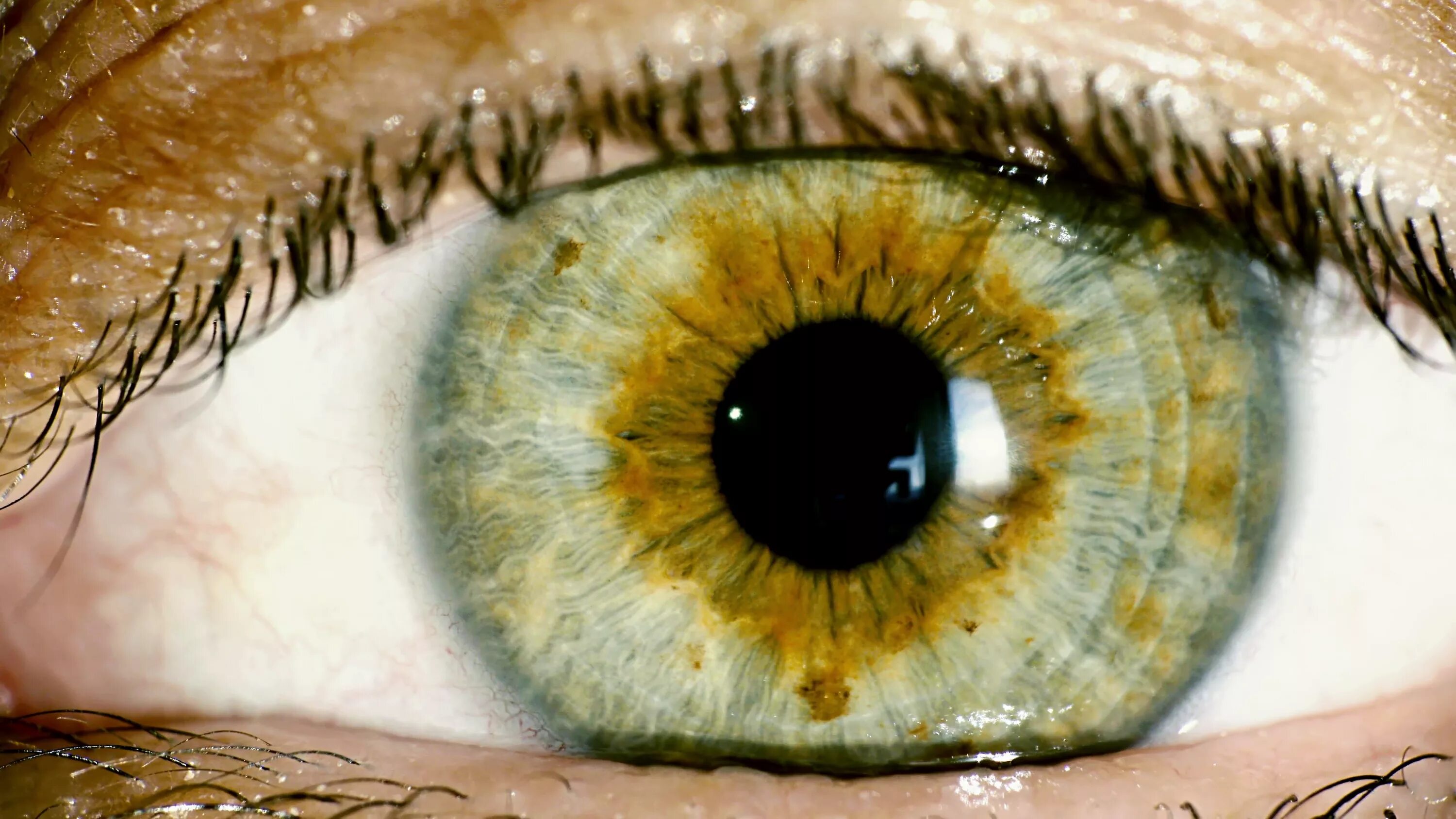 Глаза хамелеоны у человека. Карие глаза с зеленым ободком вокруг Радужки. Карие глаза с зеленой радужкой. Макросъемка глаза человека. Желтый цвет Радужки глаза.