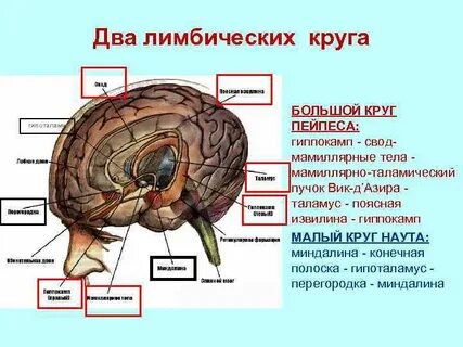 Мозг к какой системе относится