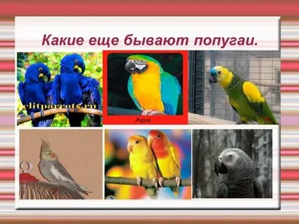 Проект мой домашний питомец 1 класс попугай