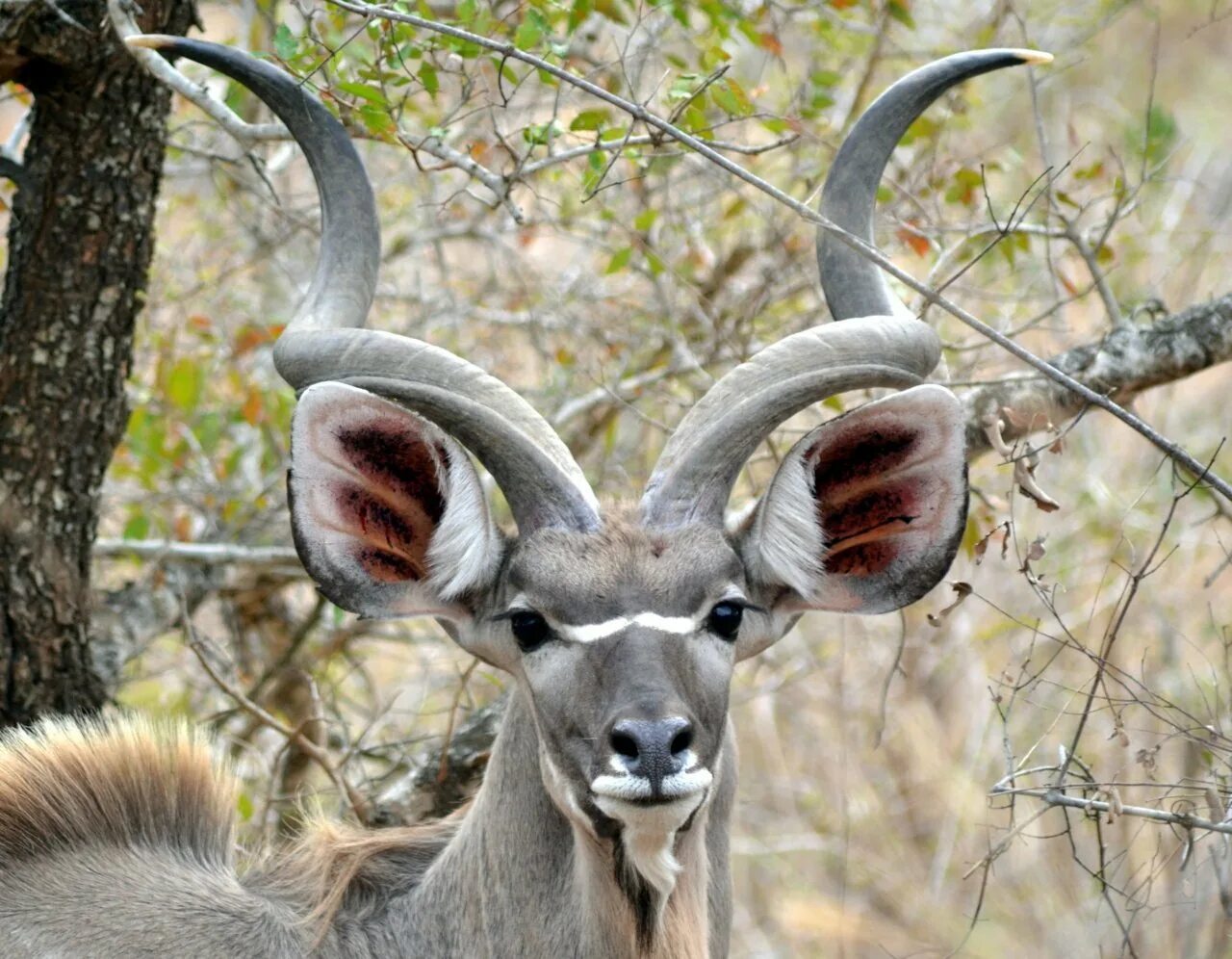 Антилопа Kudu. Винторогий Сайгак. Винторогая антилопа куду. Винторогая антилопа Африки. Антилопа красивое и изящное животное